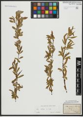 Foto von Salix alba L.
